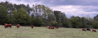 Our cattle grazing in the field
