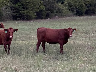 Two calves in the pasture